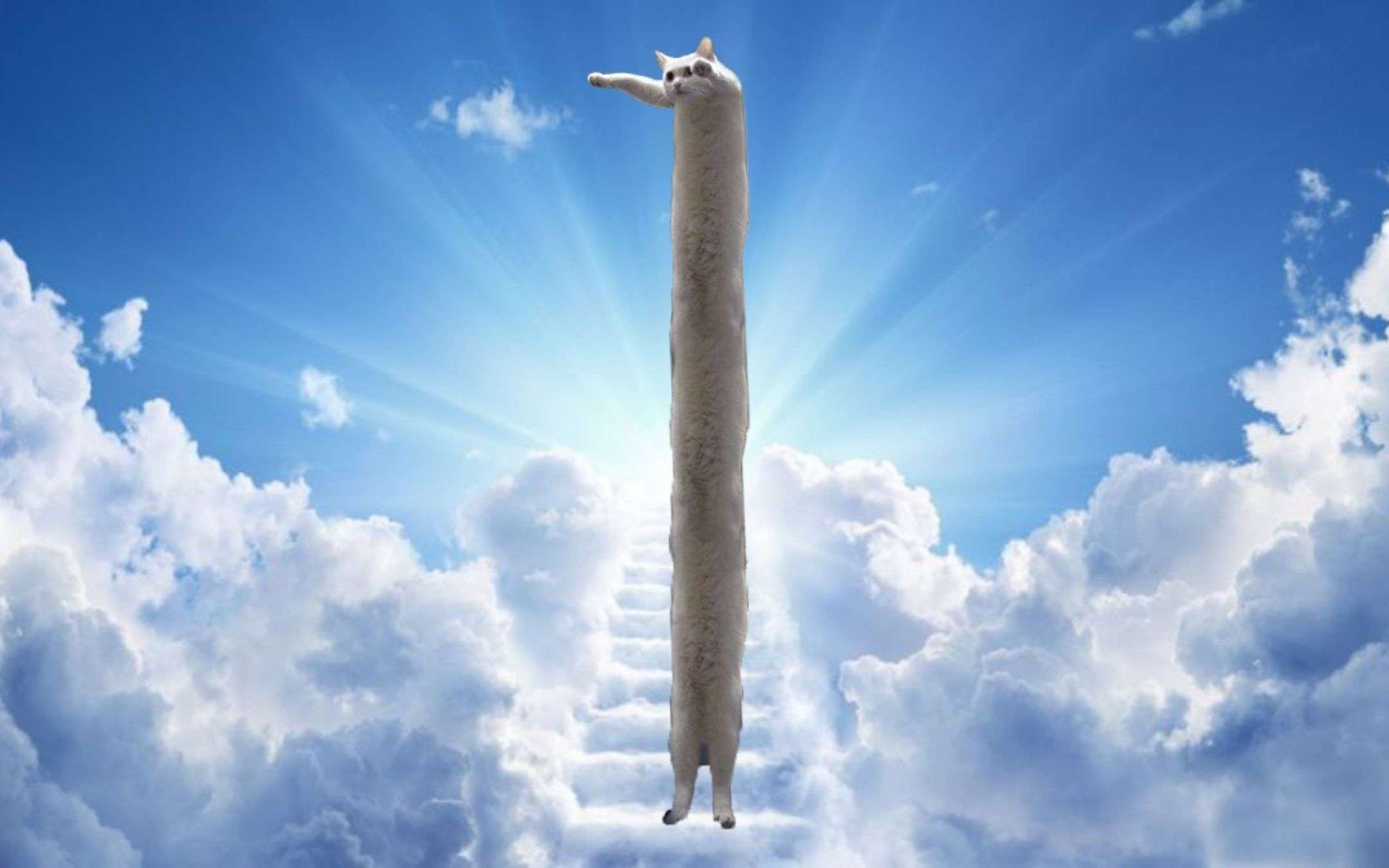 Longcat: grazie di tutto, IDOLO del web...