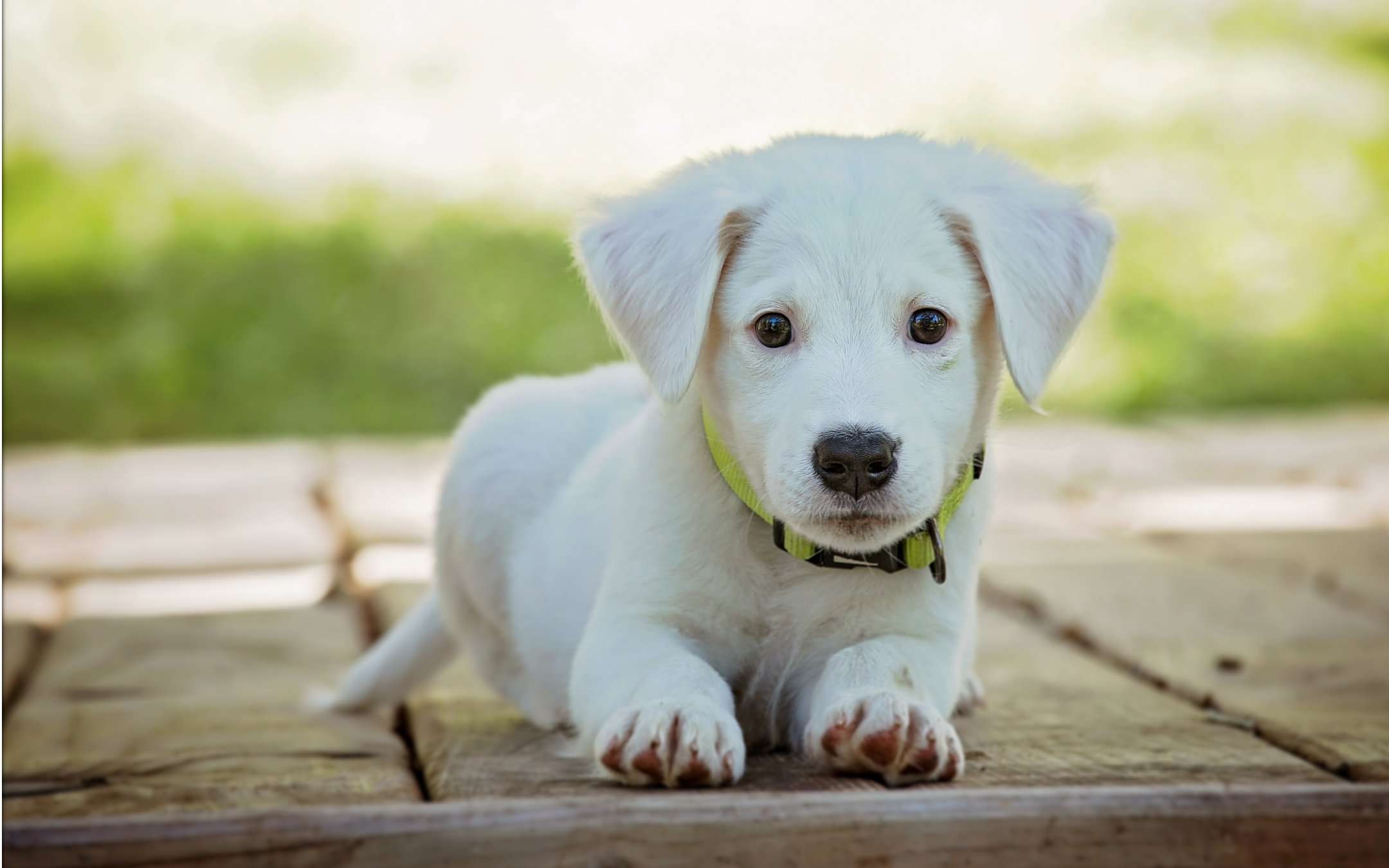 Croccantini per cani e gatti: mai più senza