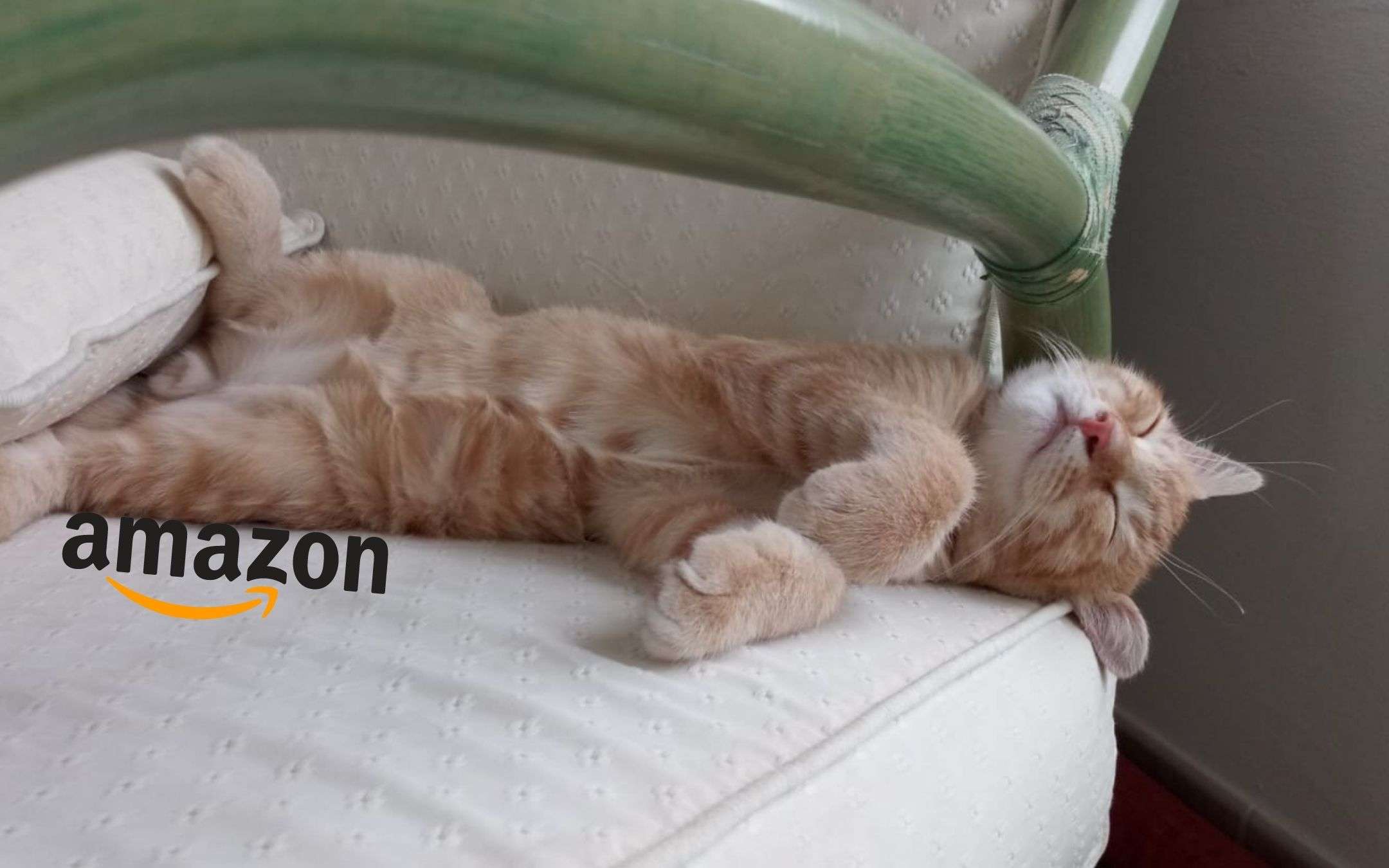 Giornata Nazionale del Gatto: su Amazon sconti assurdi limitatissimi Giornata Nazionale del Gatto: su Amazon sconti assurdi limitatissimi