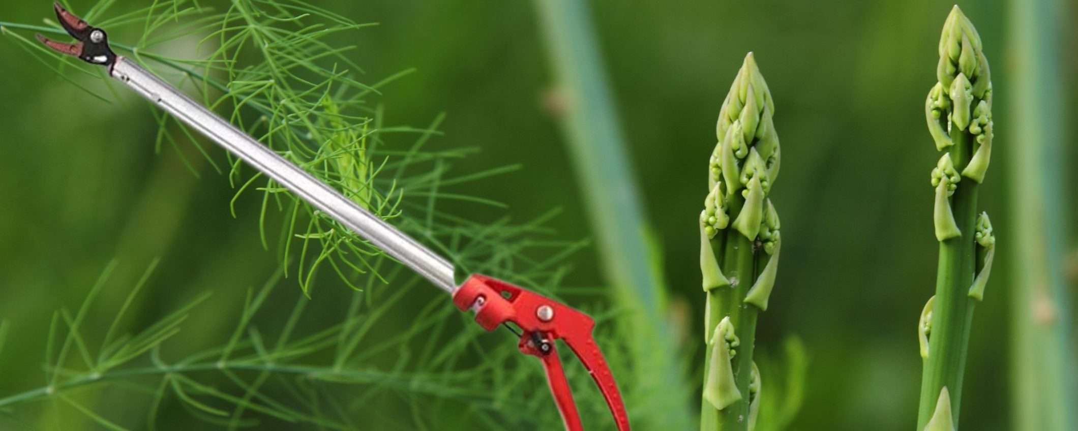 Raccogli asparagi? Allora questo DEVI averlo, non ne farai più a meno (17€) Raccogli asparagi? Allora questo DEVI averlo, non ne farai più a meno (17€)