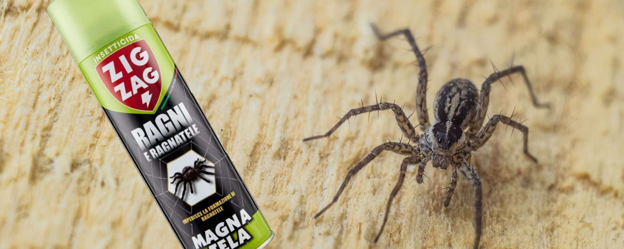 Ragno violino: fino a 40 giorni di protezione con questo spray (8€) Ragno violino: fino a 40 giorni di protezione con questo spray (8€)