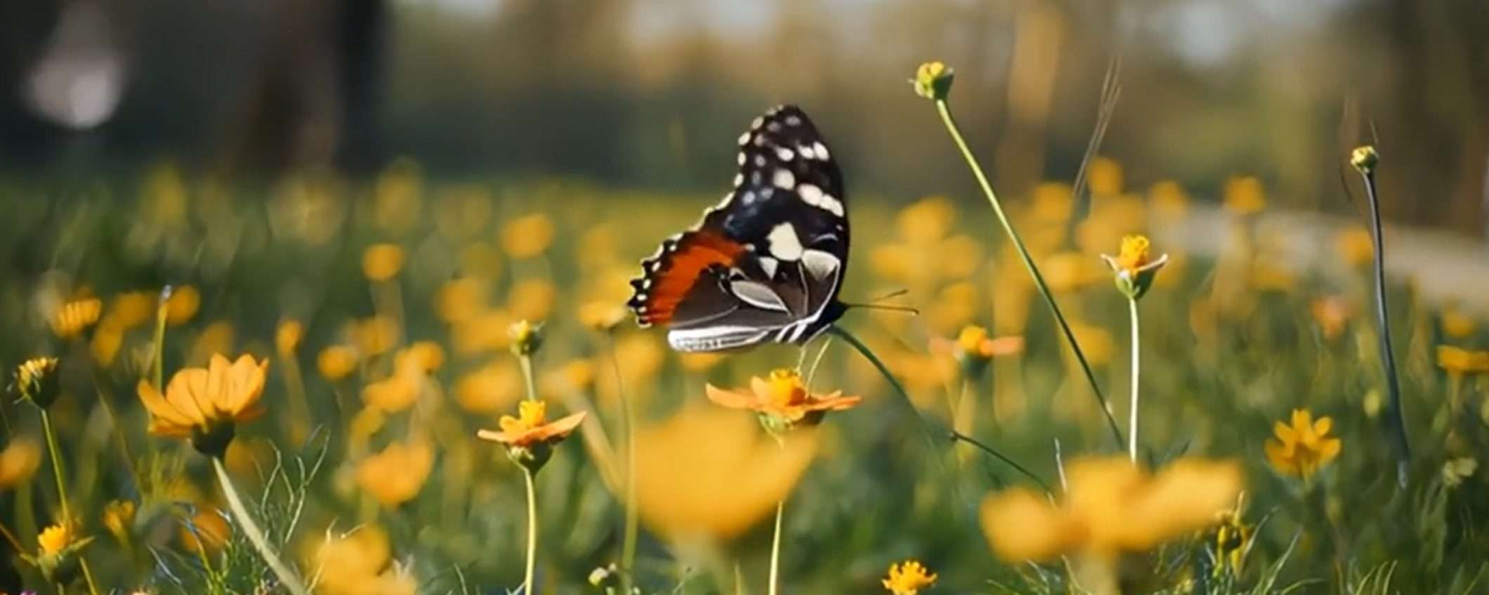 Adobe presenta il nuovo modello Firefly Video: genera clip con l'AI Adobe presenta il nuovo modello Firefly Video: genera clip con l'AI