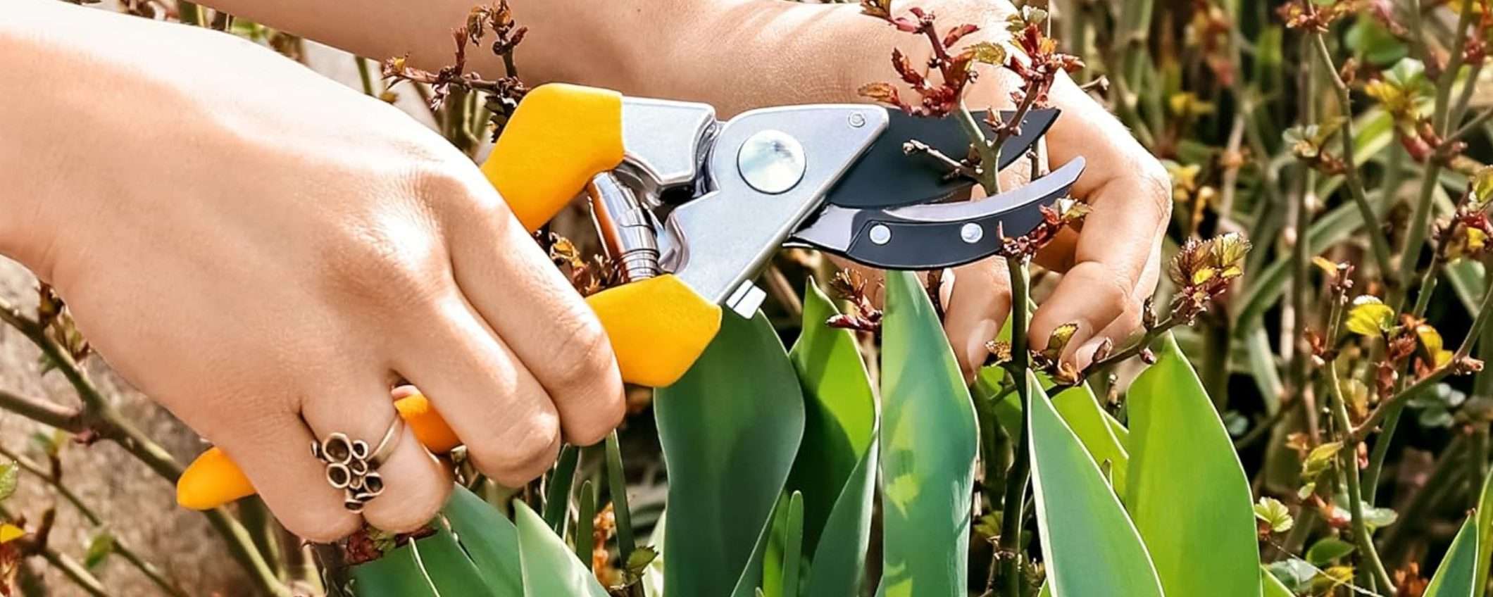 Queste fantastiche forbici per potatura costano soltanto 10€ su Amazon Queste fantastiche forbici per potatura costano soltanto 10€ su Amazon