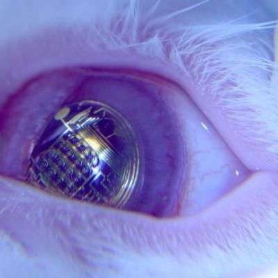 Una di queste lenti su un coniglio in laboratorio
